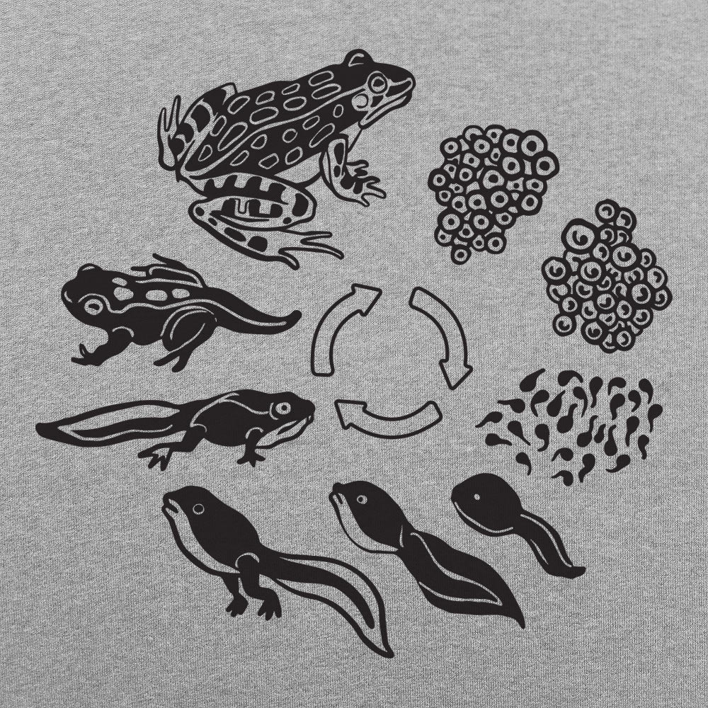 Frog Life Cycle