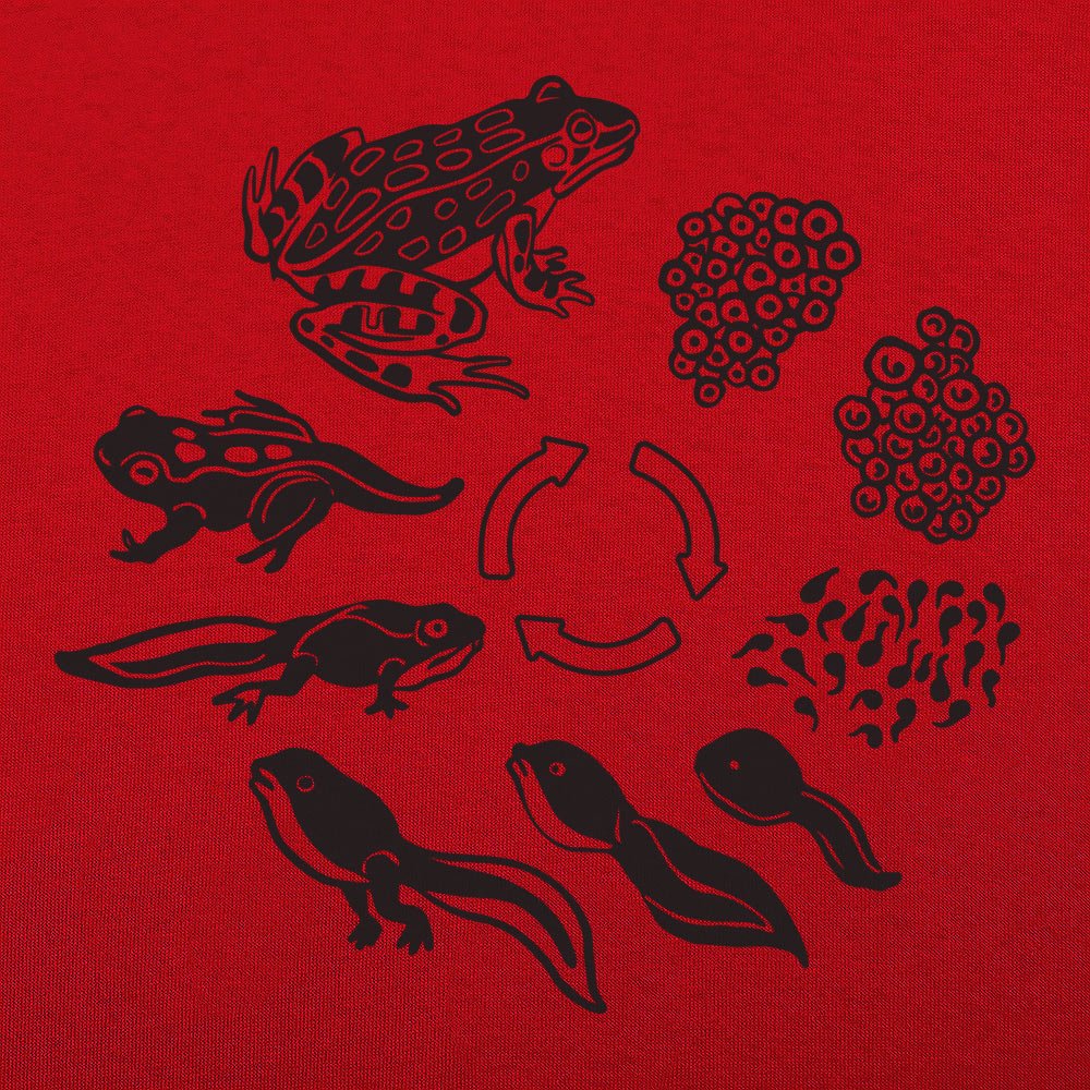 Frog Life Cycle