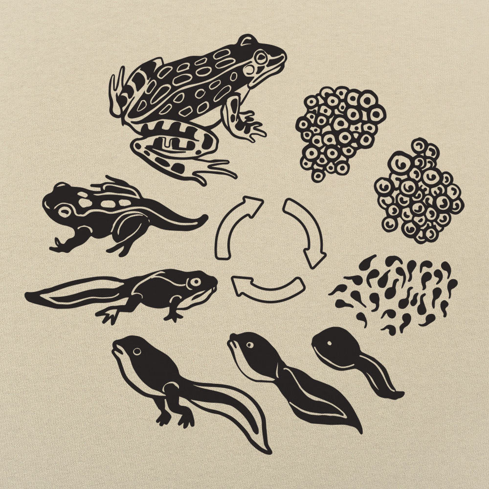 Frog Life Cycle