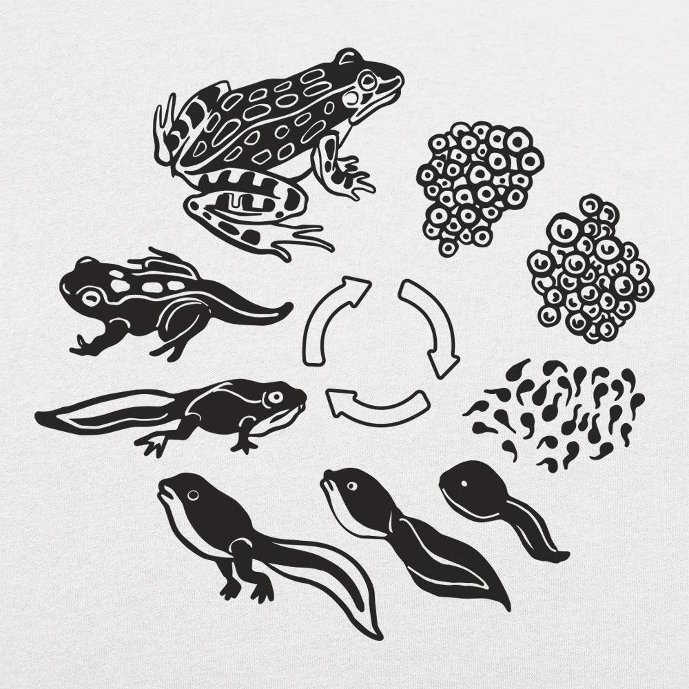 Frog Life Cycle