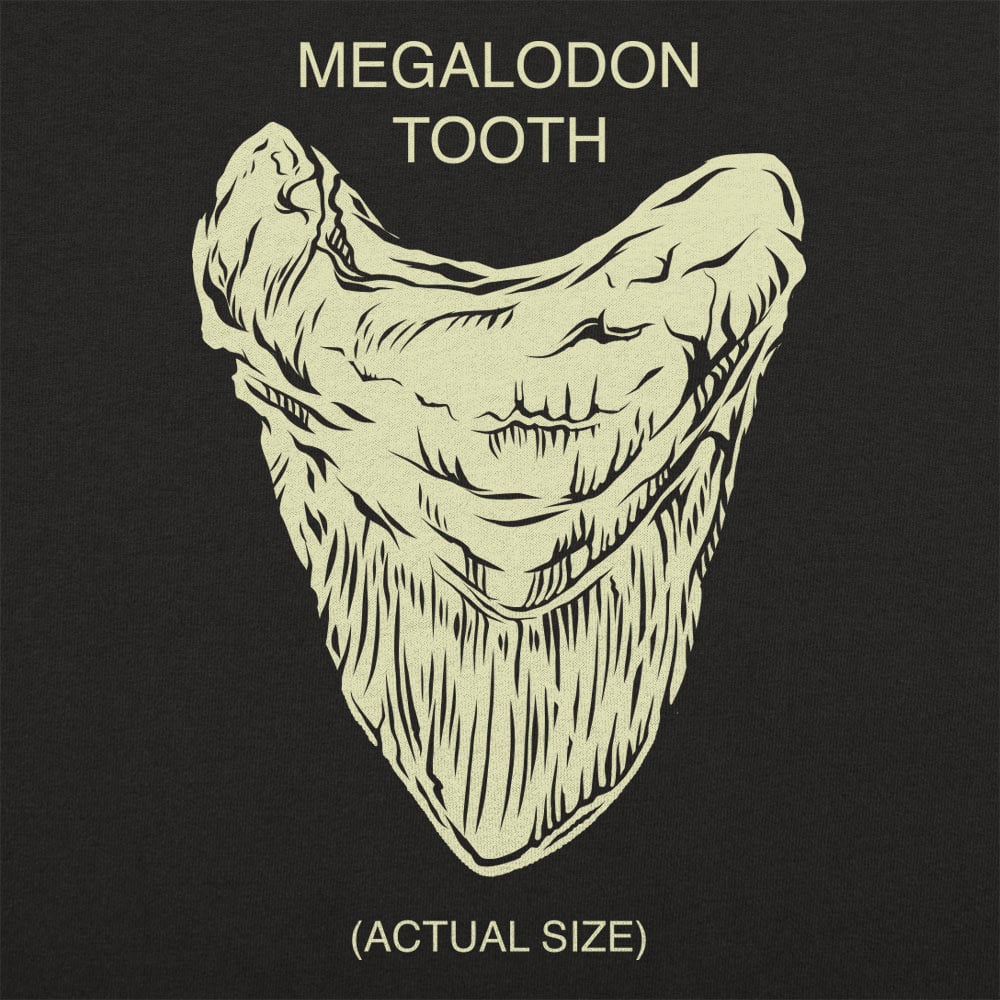 Megalodon Tooth