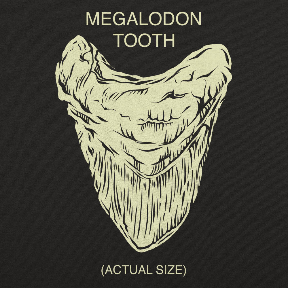 Megalodon Tooth