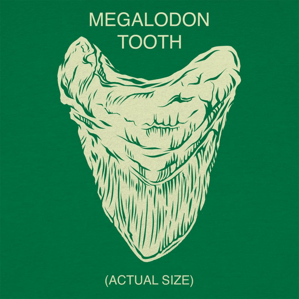 Megalodon Tooth