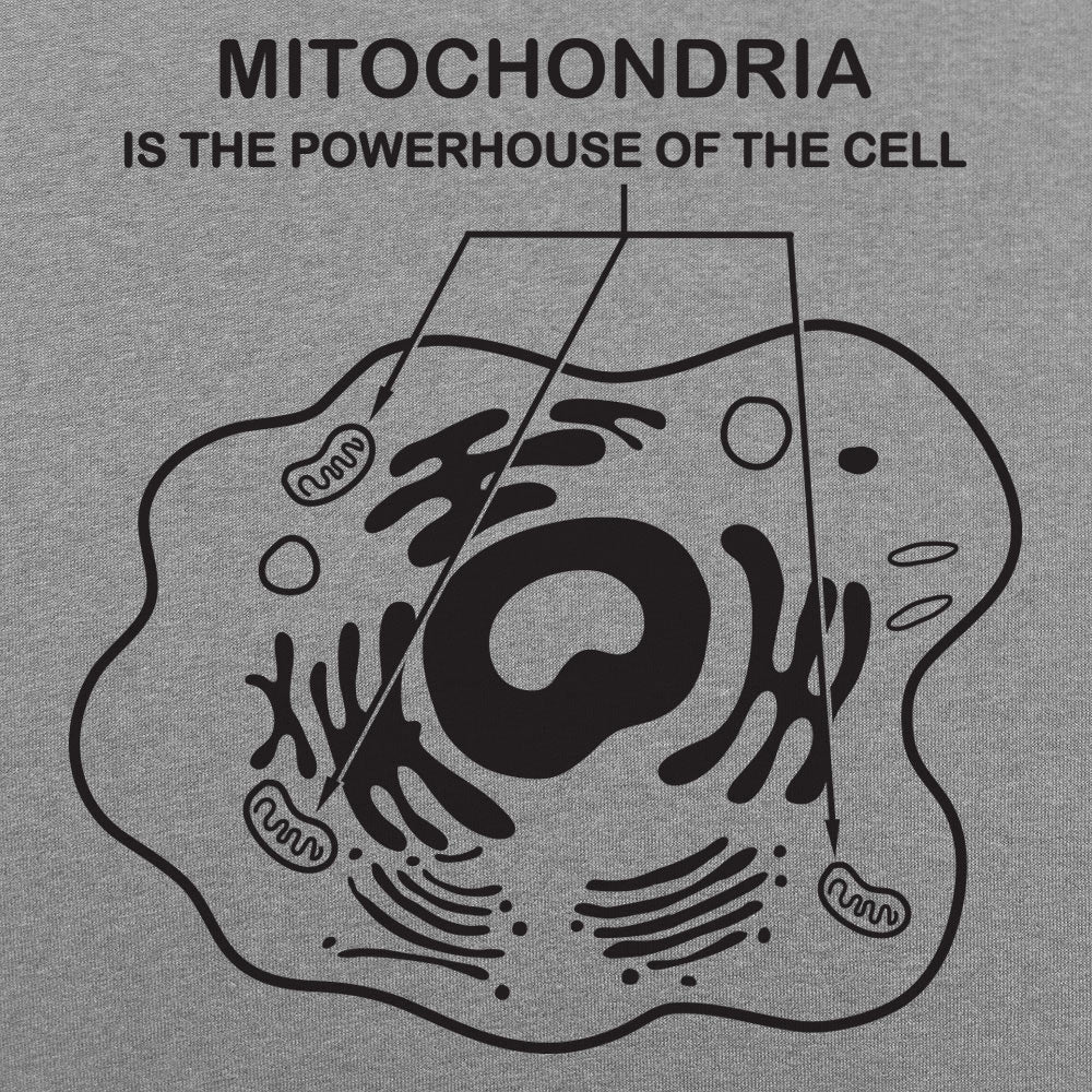 Mitochondria
