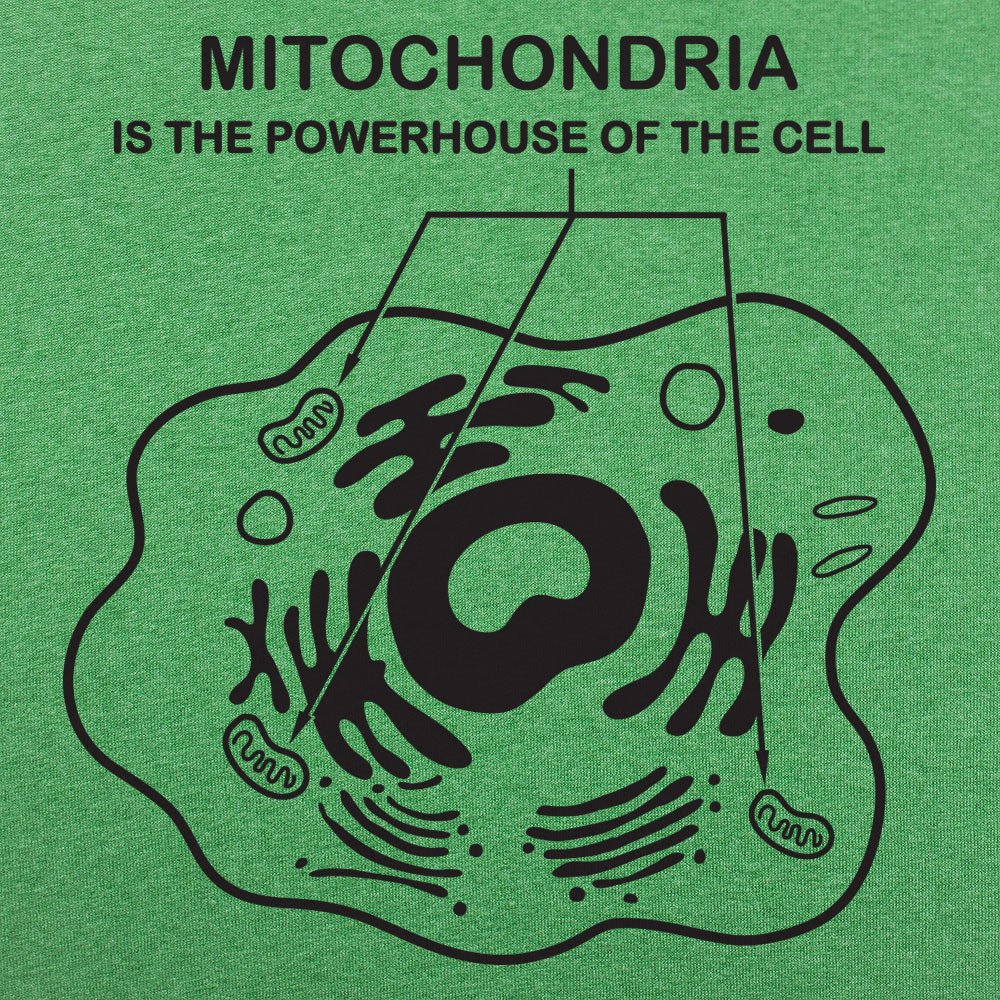 Mitochondria