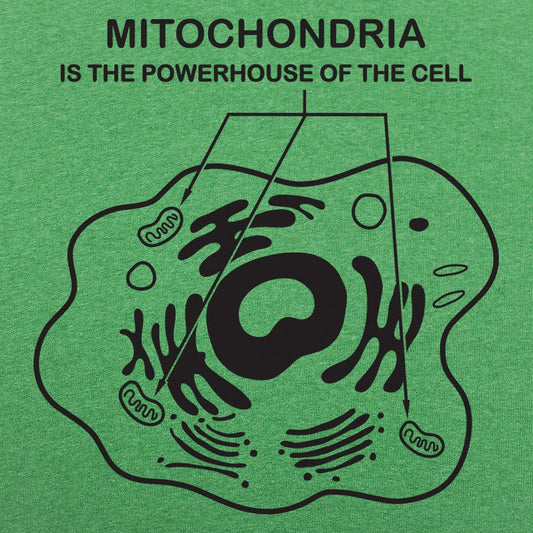 Mitochondria