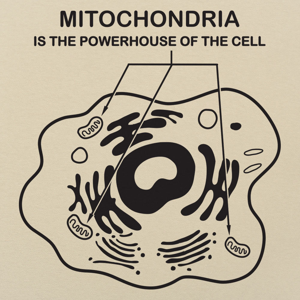 Mitochondria