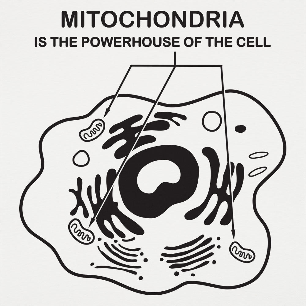 Mitochondria
